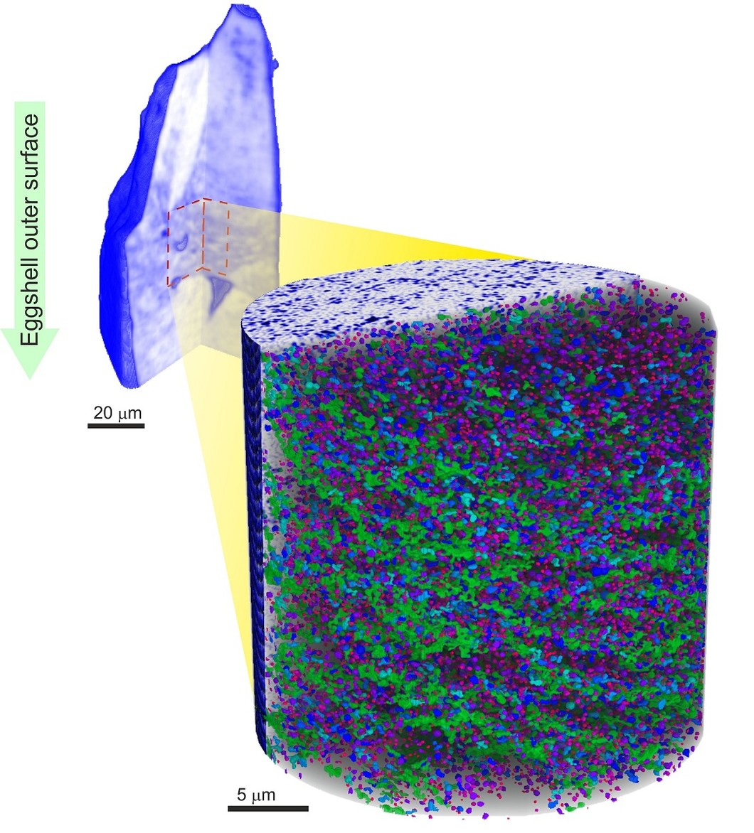A small section of avian eggshell is studied. To the left an overview tomogram allows to identify the region of interest with the porous structure. Nanoscale vesicles cannot be individually seen. The right part of the figure shows the zoom-in interior reconstruction obtained with ptychographic X-ray tomography, where individual vesicles can be seen and their arrangement and structure can be analyzed. At the right the digitally extracted pores are shown color coded by size, where 100 nm pores are red and th…