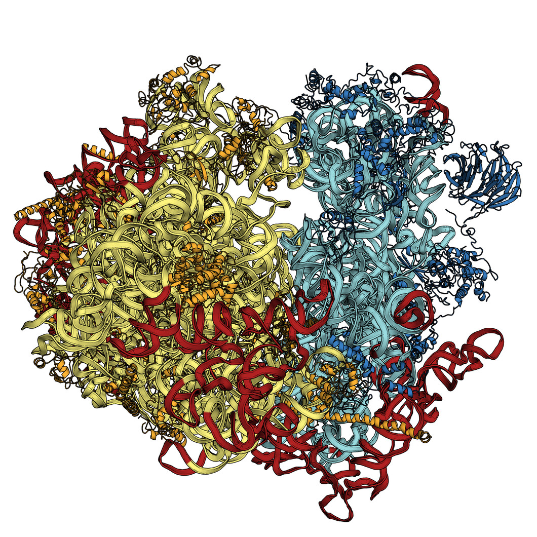 Représentation d’un ribosome, d’une molécule, qui génère des protéines essentielles à la vie selon le schéma de base du génome. La structure a  pu être décodée avec la SLS de PSI. Avec SwissFEL il sera possible de déterminer la composition et les fonctions de nombreuses molécules qui ne sont pas accessibles aux méthodes d’analyse actuelles. (Quelle: M. Yusupov/IGBMC)
