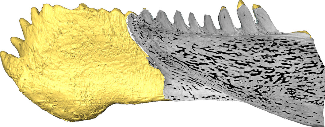 Virtueller Schnitt durch den Kiefer des Panzerfisches Compagopiscis zeigt eine Zahnreihe mit Dentin gefüllter Pulpahöhlen und Wachstumslinien, die eine Rekonstruktion der Entwicklung des Kiefers ermöglichen (Martin Rücklin, University of Bristol). (Copyright)