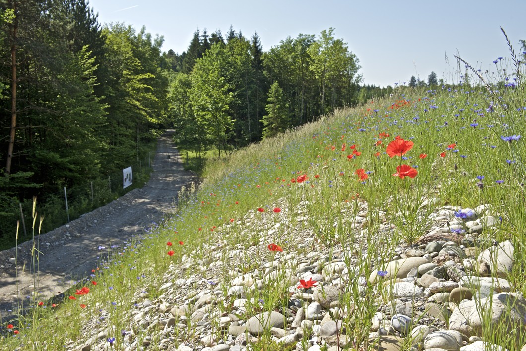 On top of the SwissFEL: The research facility is hidden under the sloping hillside and not visible from the forest path. On the hillside ecologically valuable rough grassland has been planted. (Photo: Paul Scherrer Institute/Markus Fischer)