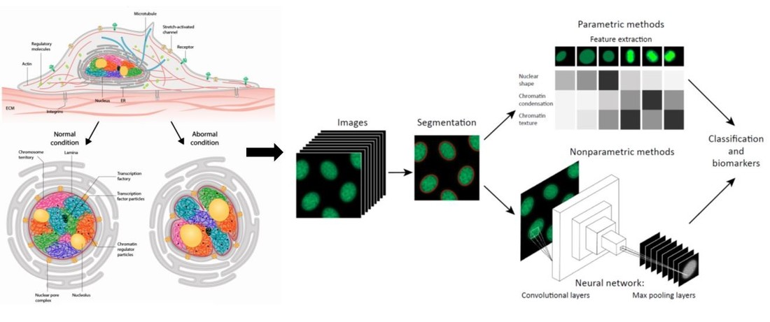 chromatin biomarkers from single-cell imaging