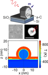Single femtosecond laser pulse excitation of individual cobalt  nanoparticles