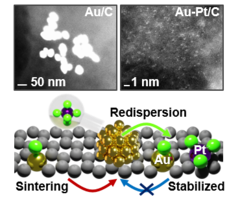 Platinum chloride in aqueous solution promotes the dispersion of large gold nanoparticles (>70 nm) on carbon 
