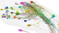 synapse-level reconstruction of neural circuits