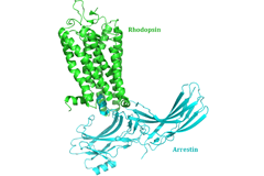 rhodopsin-arrestin-labeled 240-160-teaser.png