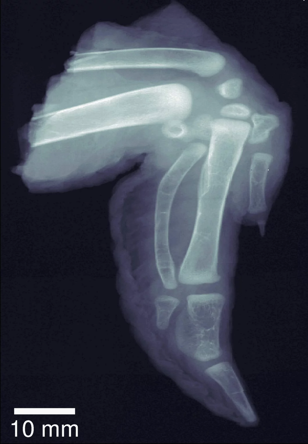 Herkömmliches Röntgenbild eines Hühnerflügels.