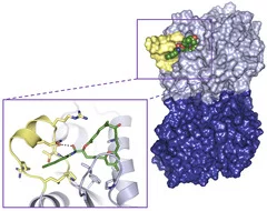 Die aufgeklärten molekularen Strukturen im Detail: Das Tubulin-Molekül (rechte Abbildung) besteht aus zwei Untereinheiten (hell- und dunkelblau). Das Molekül des Wirkstoffs Zampanolide (grün) steckt tief in der Bindungstasche (siehe Abbildung links für die molekularen Details) und bewirkt, dass für einen Teil des Tubulin-Moleküls eine bestimmte räumliche Anordnung stabilisiert wird (gelb). Diese Stabilisierung verstärkt den Zusammenhalt der Tubulin-Einheiten in den Mikrotubuli.