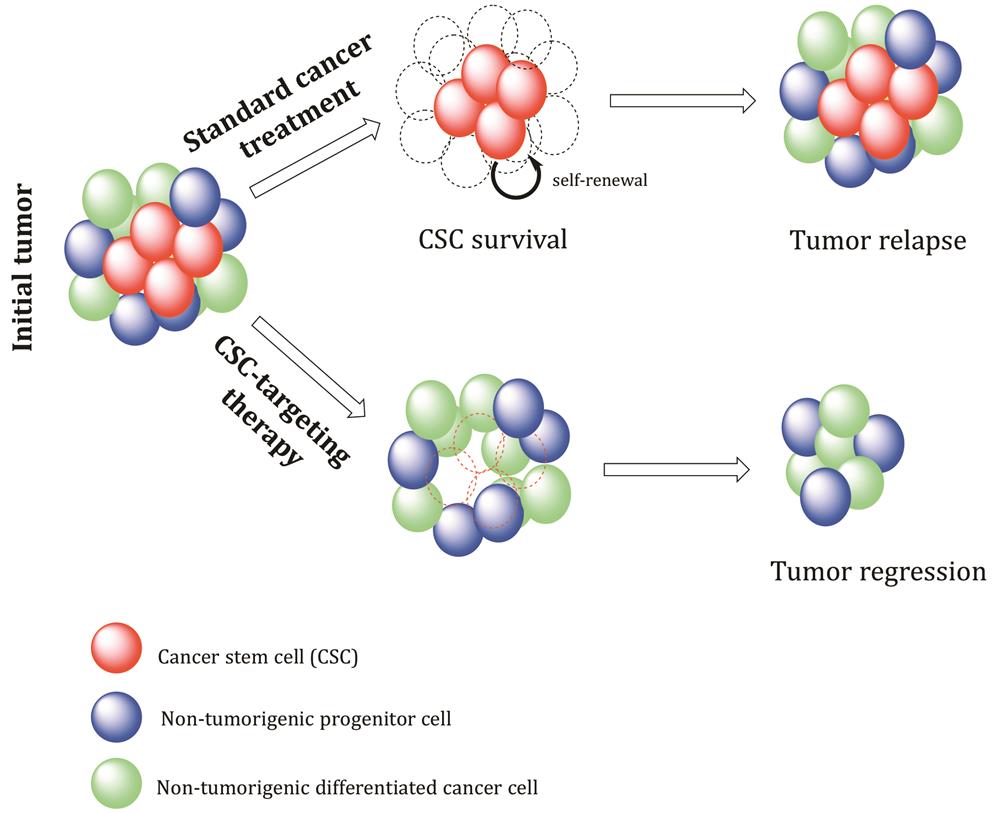 cancer stem cells.jpg