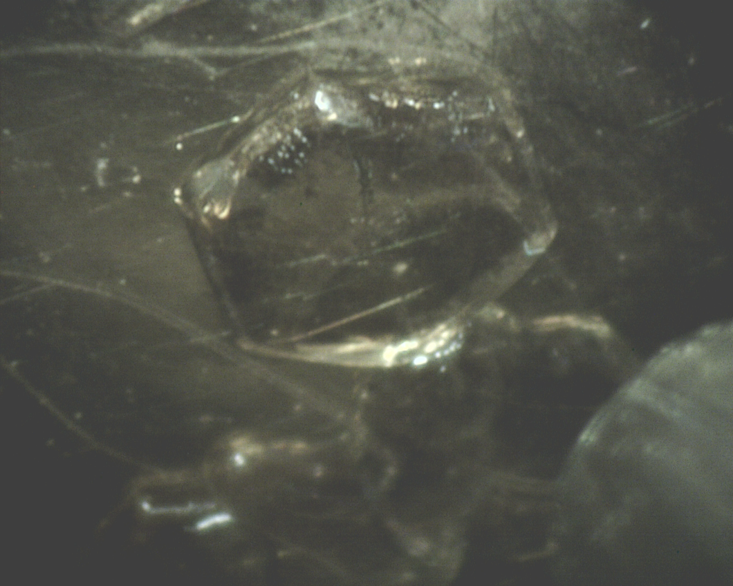 Ice crystal grown in equilibrium