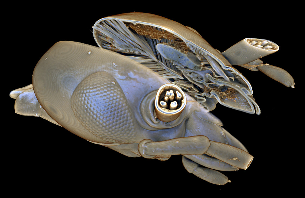 Digitally cropped 3D model of the head of a common earwig (Forficula auricularia). Clearly visible are the strong muscles with which the animals close their mouthparts. 