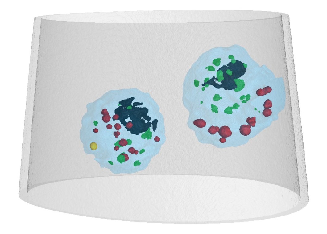 Three-dimensional rendering of two cells in their medium confined in a glass microcapillary of about 18 micron diameter. Colors indicate different organelle types with different mass densities.
