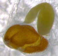 An Arabidopsis seed separated in seed and cress ready for zinc analysis. Photo: Department of Plant and Environmental Sciences, University of Copenhagen