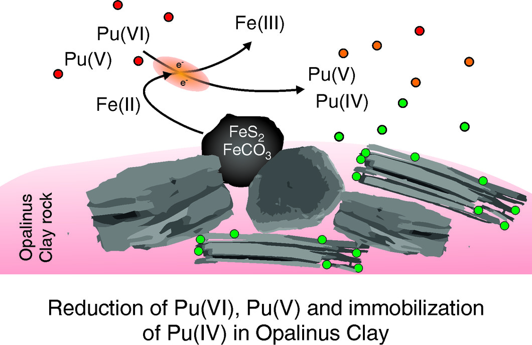Schematic representation of fundamental geochemical processes occurring during the fate of plutonium through an Opalinus Clay reactive barrier.
