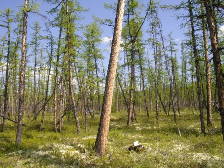 Forest in the study area in Siberia