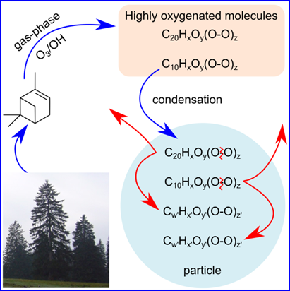 Peroxide containing highly oxygenated molecules may constitute an important class of compounds for the formation of new particles and secondary organic aerosols. However, they are found to be labile, and decay with half-lives of less than an hour at room temperature. This significantly alters the oxidation state and volatility of organic aerosols, thereby affecting their impacts on health and climate.
