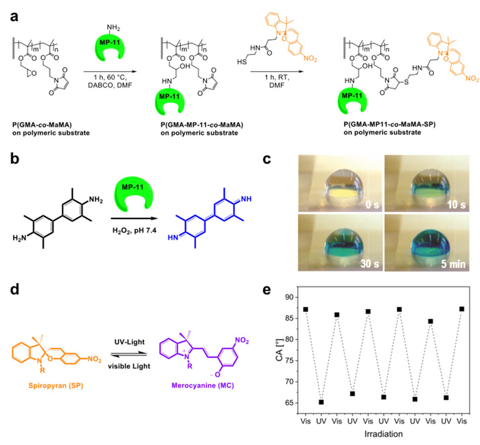 (a) Strategy for orthogonal functionalization of polymer brushes using specific amine-apoxide and thiol-ene coupling reactions. (b,c) Demonstration of the enzymatic activity  and (d,e) of the UV-light induced change in wettability.