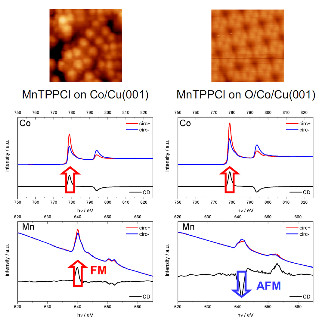 Fig.1 STM (top) and XAS/XMCD (bottom) data of MnTPPCl (Mn tetraphenylporphyrin chloride) sublimed onto Co (left) and onto oxygen-reconstructed Co (right). In case of MnTPPCl on Co, the XMCD evidences a ferromagnetic coupling between the substrate (Co) and the Mn in the molecule. MnTPPCl on O/Co however, is antiferromagnetically coupled to the substrate.