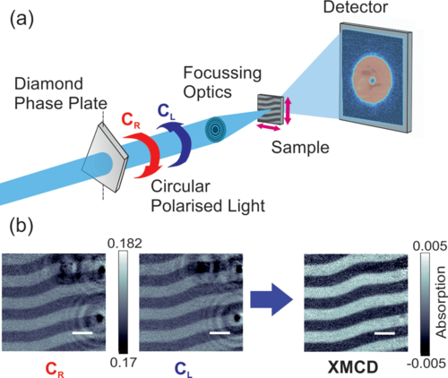 (a) The dichroic ptychography setup. A diamond phase plate converts linearly polarized light into CL or CR light, which is then focused close to the sample plane. A piezoelectric stage is used to scan the sample across the beam. (b) The absorption part of reconstructed images taken with CL and CR polarized light at the Gd L3 edge with a photon energy of 7.2445 keV, which contain both electron density and magnetic contributions. The difference of these images removes the electron density contrast of Pt refe…