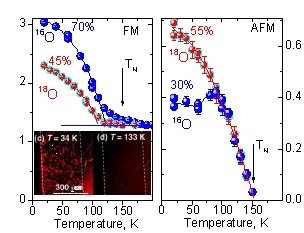 Fig. 1: FM and AFM diffraction peak intensities in LPCM samples (y=0.8) as a function of temperature. The insert shows magneto-optical images (taken from Ref. [13]) of the surface of the LPCM single crystal (y=0.7) providing visual evidence of the mesoscopic phase separation.