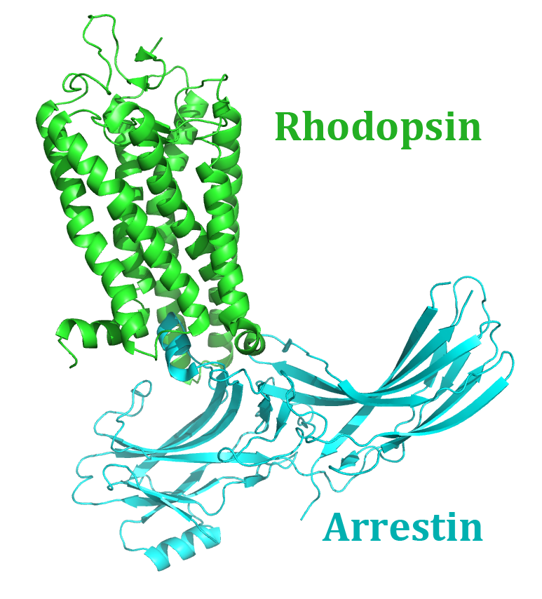 Rhodopsin-Arrestin complex