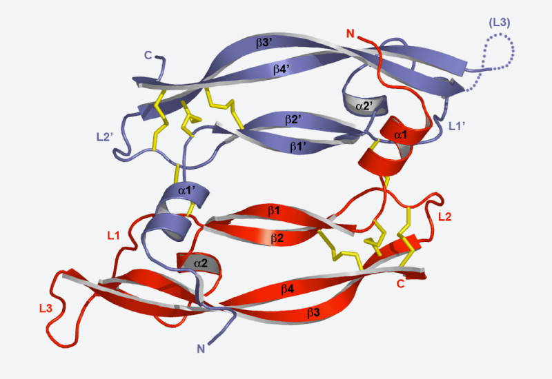 Structure of a VEGF molecule determined with synchrotron light at the SLS.