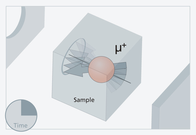 2. The muon's rotational axis precesses around the direction of the magnetic field in the sample.