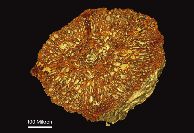 L'intérieur d'une graine vieille de 120 millions d'années – représenté, sans être altéré, au moyen de la microtomographie à rayons X à la SLS.