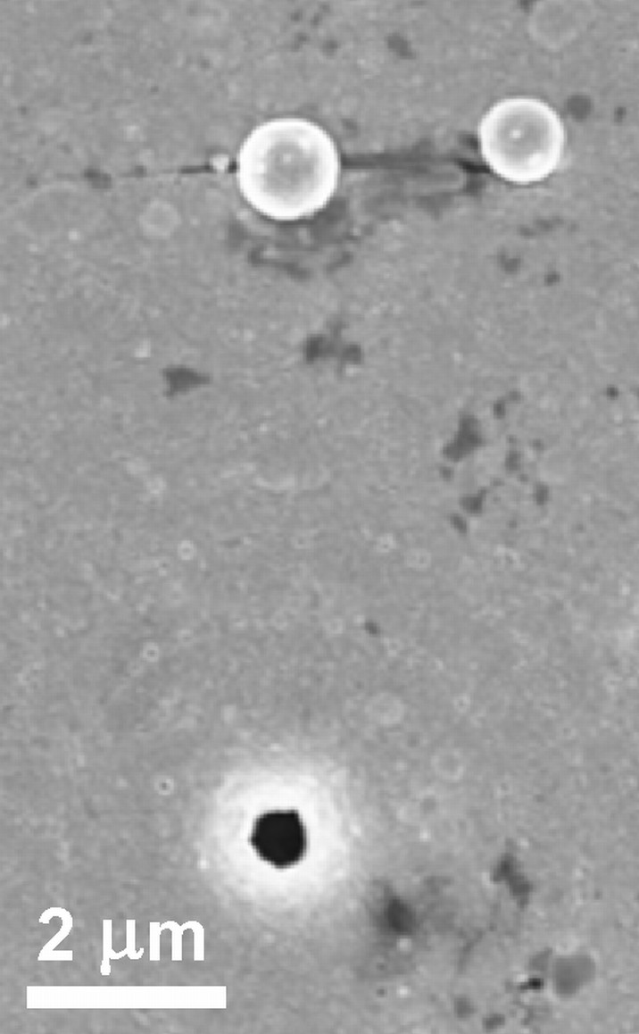 Conventional Scanning Electron Micrograph (SEM) image of the sample.