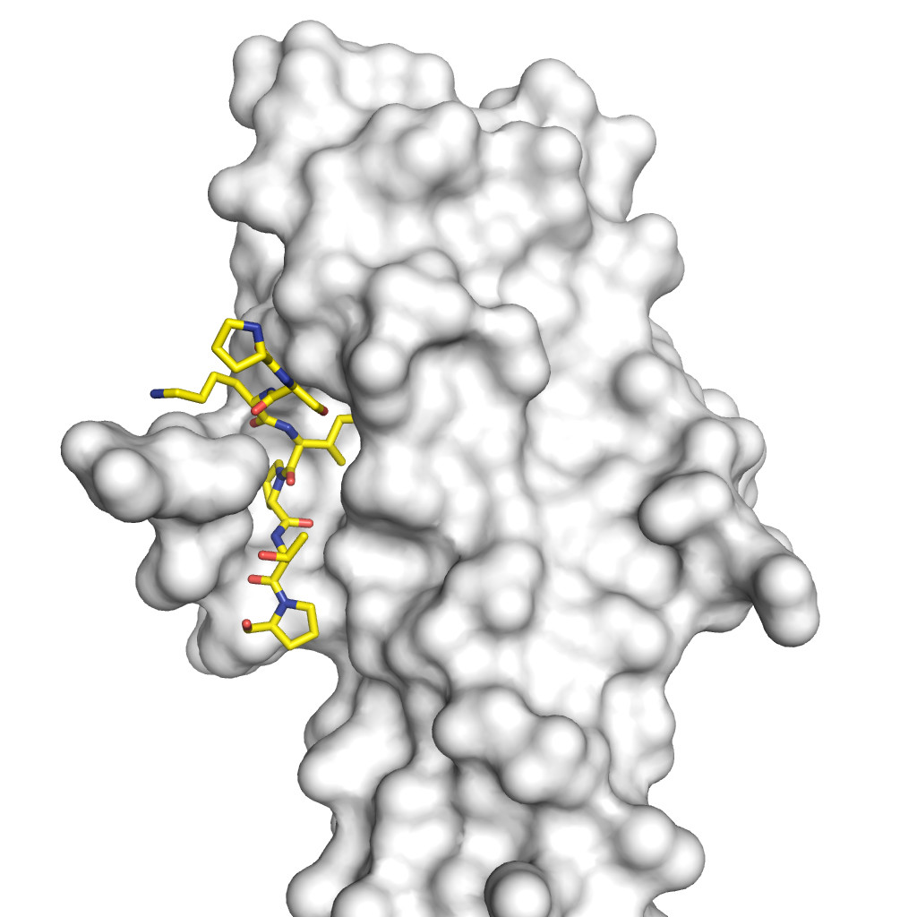 Über die Aminosäurefolge SxIP (farbig) können Proteine genau an das Protein EB1 und damit an die Enden der Mikrotubuli andocken.