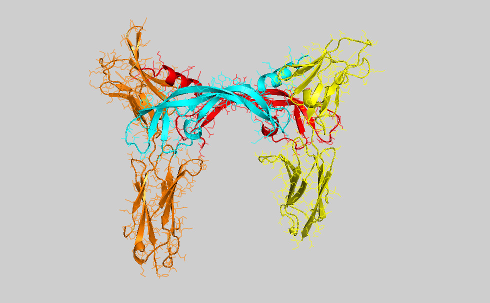 Structure of the binding site between VEGF molecule and receptor. (PSI)