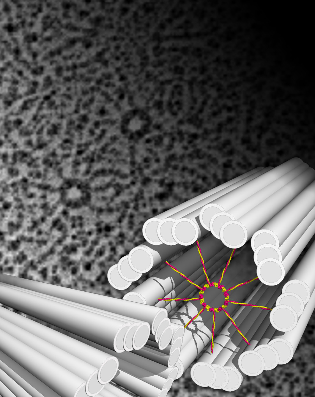 Illustration zweier Centriolen mit Wagenrad (in Farbe) vor einer elektronenmikroskopischen Aufnahme (Hintergrund). (Abbildung: PSI/M. Steinmetz)