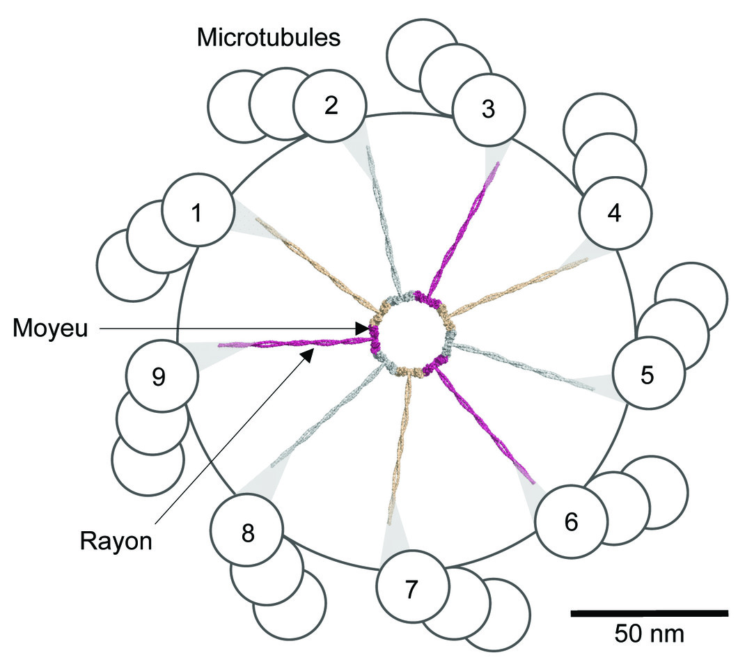 Coupe transversale schématisée à travers un centriole. La roue de voiture (en couleur) est composée d’un moyeu (Central hub) et de neuf rayons (Spokes). (Source: PSI/M. Steinmetz)