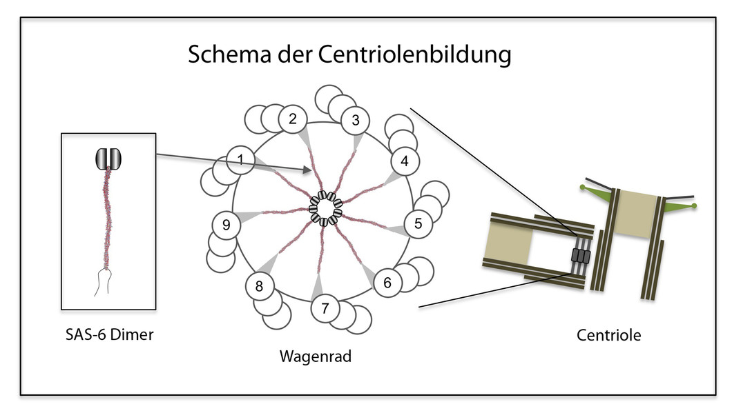 Neun symmetrisch angeordnete SAS-6-Dimere bilden das Wagenrad, das dem wachsenden Centriol als Gerüst dient. (Abbildung: PSI/M. Steinmetz)