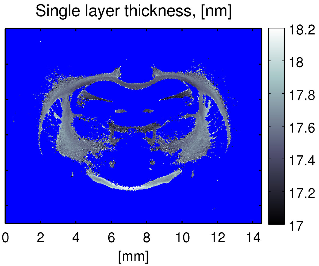 c) The image shows that the thickness of the myelin layer in a rat’s brain varies between 17.0 and 18.2 nanometres. Using this new process, these variations can now be demonstrated. This showed that it is now possible to determine the exact thickness of the myelin sheath, which could, in turn, help to determine the relationship between specific disorders and changes in the myelin sheath. (Image: Niels Bohr Institute, Copenhagen)