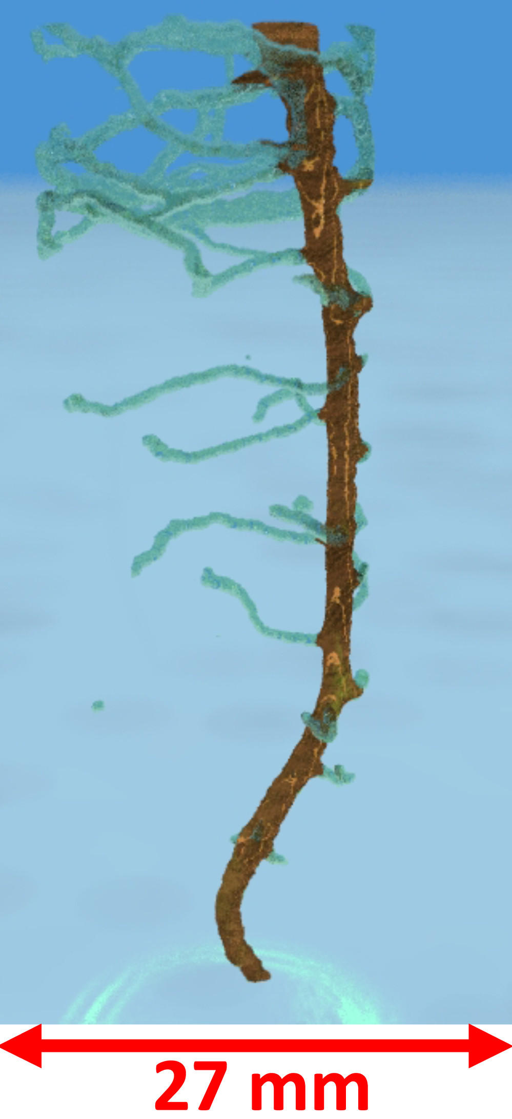Représentation tridimensionnelle de la racine d’une plante de pois chiche. L’image a été créée à l’aide de la tomographie par neutrons, avec laquelle il est possible de visualiser les racines à travers le sol.