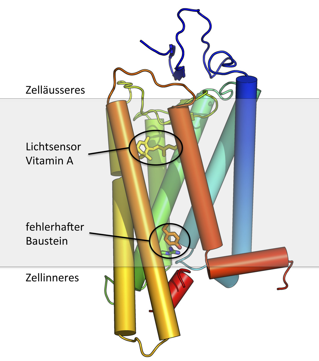 Struktur eines Lichtrezeptors – blockiert im aktiven Zustand. Das Vitamin-A-Molekül funktioniert als Sensor für das ankommende Licht. Unten ist der Baustein markiert, der für die Blockade des Rezeptors verantwortlich ist. In hellgrau ist die Zellmembran angedeutet.