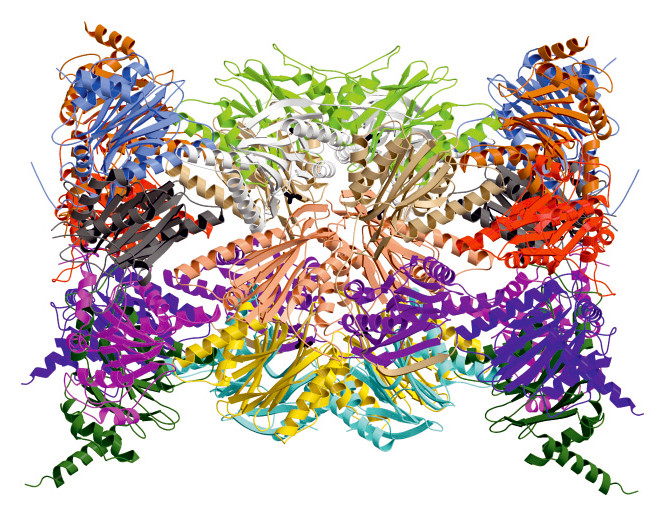 Kristallstruktur des Immunoproteasoms der Maus (Reproduced from Immuno- and constitutive  proteasome crystal structures reveal differences in substrate and inhibitor specificity, Eva M. Huber et al., Cell, 17. Februar 2012)
