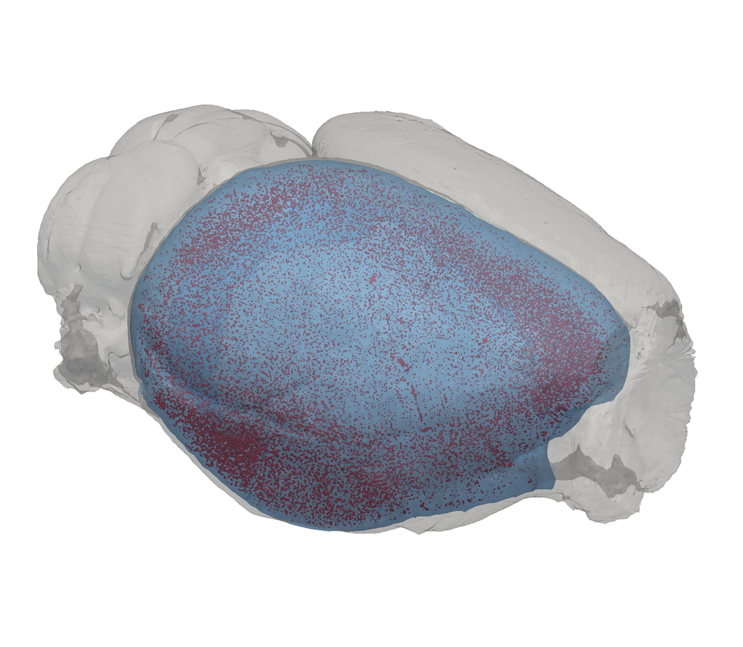 Die Hirnrinde (blau) in einem Mäusehirn. Hirnrinde und Gehirn sind transparent dargestellt, so dass die Verteilung der Amyloid-Plaques (rote Punkte) sichtbar wird. (Abbildung: Paul Scherrer Institut/B. Pinzer)