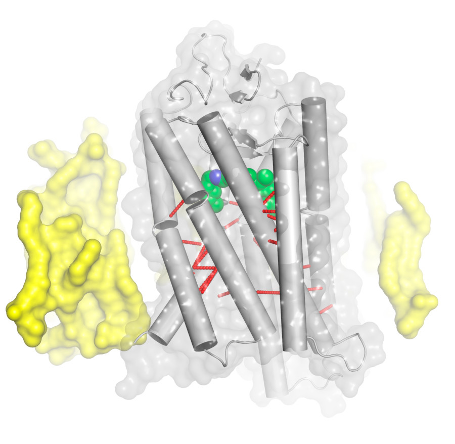 Schematische Darstellung eines GPC-Rezeptors am Beispiel des Lichtrezeptors Rhodopsin. Im Inneren ist der Ligand (in grün) zu sehen. Die roten Verstrebungen deuten die stabilisierenden Kontakte zwischen den Molekülstangen an, die für den Bau der GPCR-Familie charakteristisch sind. Die Zellmembran ist gelb eingefärbt. Der Teil im Bild oben ist ausserhalb der Zelle, der Teil unten ist innerhalb. (Grafik: Paul Scherrer Institut/X. Deupi)