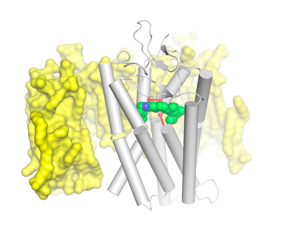 Einblick in die Bindungstasche des GPCR Rhodopsin mit gebundenem Ligand (in grün). Die roten Linien deuten die Kontakte an, die den Universalstecker in allen GPCR zum Ligand bilden. Die Zellmembran ist gelb eingefärbt. Der Teil im Bild oben ist ausserhalb der Zelle, der Teil unten ist innerhalb.  (Grafik: Paul Scherrer Institut/X. Deupi)