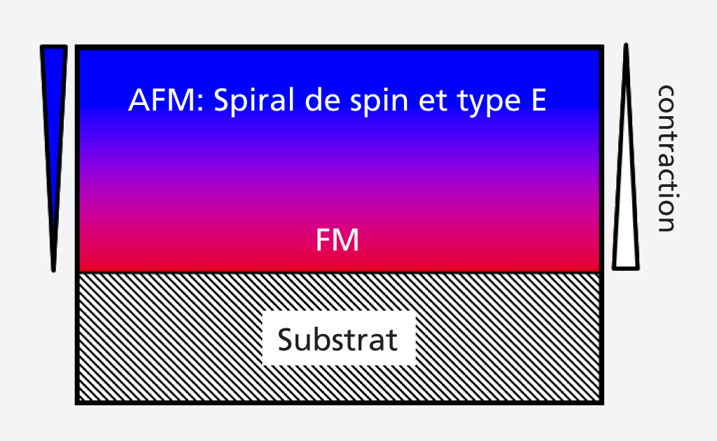 Schéma des processus observés dans les couches de LuMnO3 étudiées. Près du substrat, la couche est particulièrement tendue. En conséquence, elle adopte un ordre ferromagnétique. Plus la distance augmente, plus la tension diminue, ce qui entraîne l'apparition de deux ordres antiferromagnétiques : la spirale de spin, et le type E en alternance (deux spins orientés dans une direction, suivis de deux spins orientés dans l'autre, et ainsi de suite).