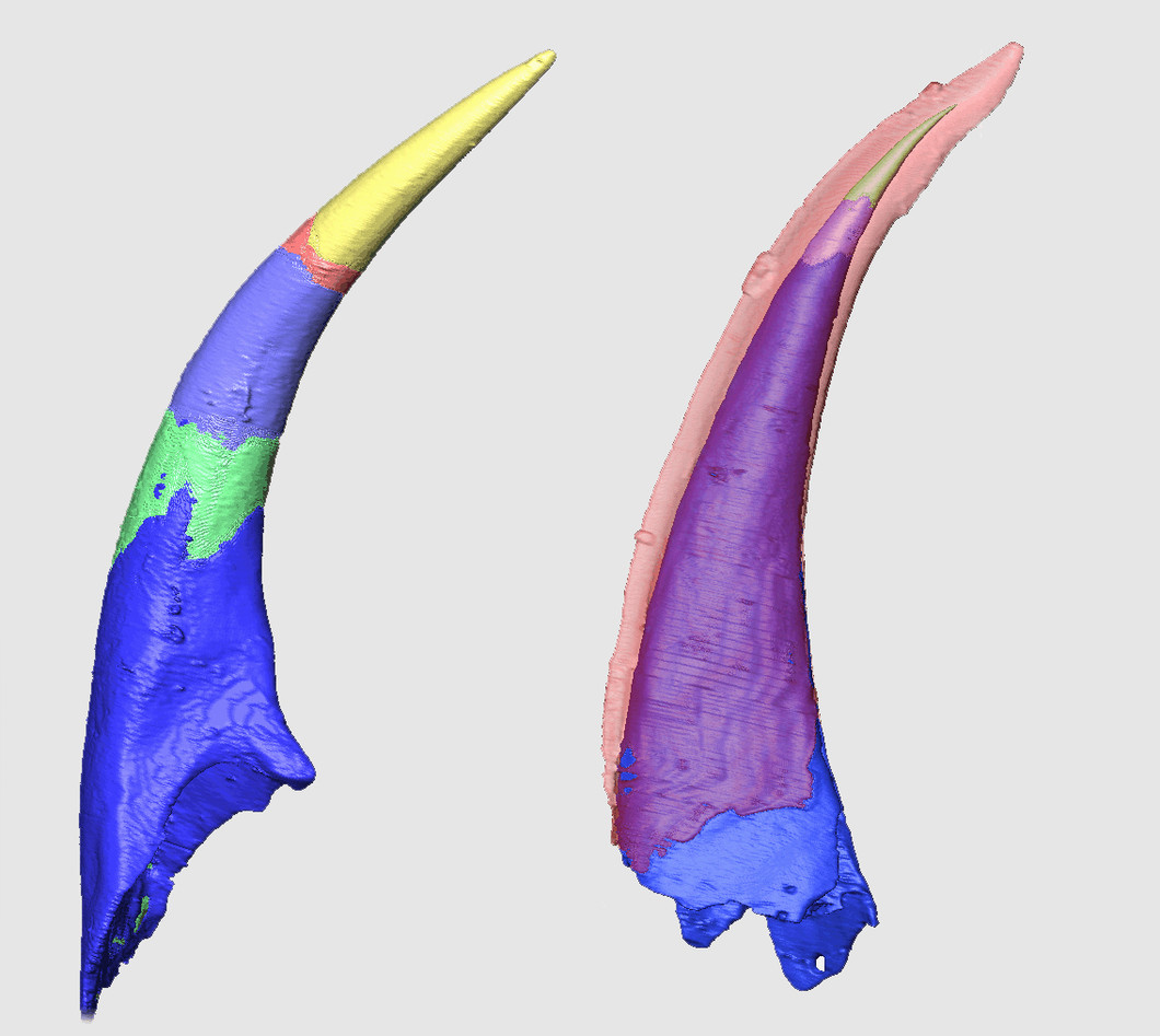 Vergleich des Wachstums von Zähnen zweier urzeitlicher Fische: Paraconodont Furnishina (links) und Euconodont Proconodontus  (rechts). Die verschiedenen Farben zeigen Verschiedene Wachstumsstufen wurden mit unterschiedlichen Farben markiert, so dass die Gemeinsamkeiten beim Wachstum deutlich werden. Bei der Entwicklung von den Paraconodonten zu den Euconodonten hat sich eine Kappe oder Krone entwickelt, die im Aufbau dem Zahnschmelz ähnelt (transparent in rot dargestellt) (Abbildung Duncan J E Murdock)