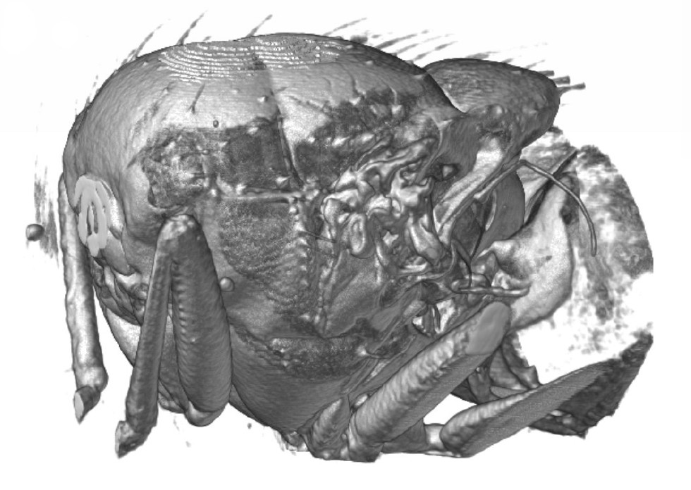 Visualisation externe du thorax de la mouche