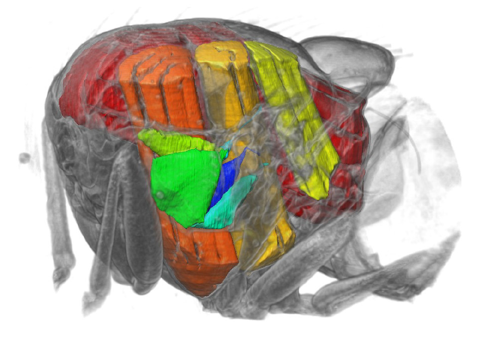 Cutaway visualization of the thorax showing the five steering muscles analysed (green to blue) and the power muscles (yellow to red)
