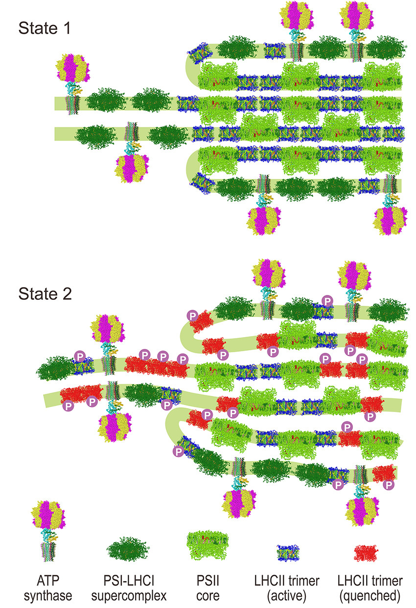 Seitenansichten der lichtempfindlichen Thylakoidmembrane im Chloroplast der Grünalge C. reinhardtii. In Zustand 1 ist die Membranstruktur geordnet. In Zustand 2 wird die geordnete Struktur gestört und die Aktivität der meisten LHCII-Lichtsammelproteine gehemmt.