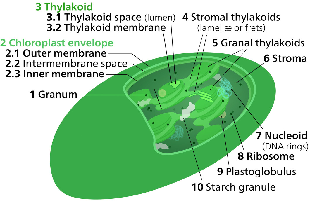 Die Fotosynthese erfolgt in den Thylakoidmembranen (3.2), die im Chloroplasten von Pflanzenzellen zu finden sind. (Quelle: Wikipedia )