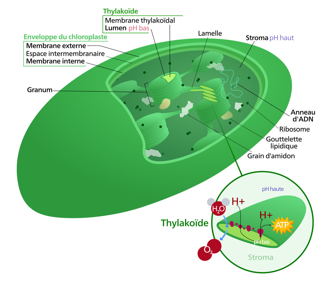 Photosynthèse sur les membranes thylakoïdes trouvées dans les chloroplastes à l‘intérieur des cellules des plantes. (Source: Wikipedia )