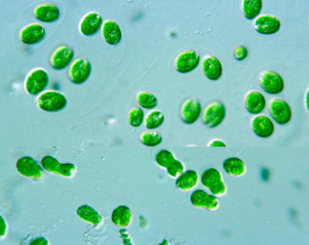 Algues vertes C Reinhardtii
(Source: Protist Information Server, Courtesy of Dr. Sc. Yuuji Tsukii)