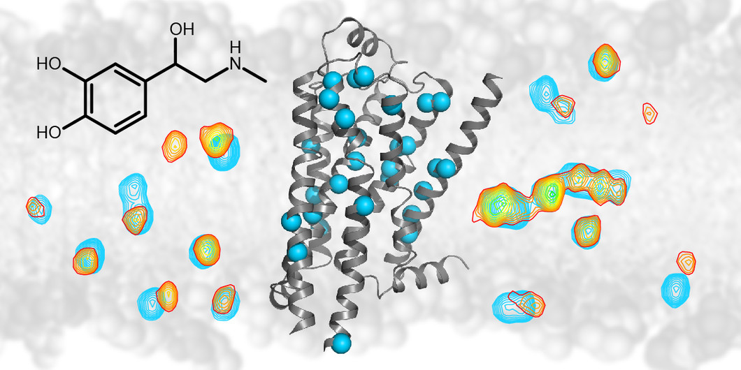 NMR spectroscopy follows drug-induced signaling in the beta-1 adrenergic receptor: The NMR technology detects signals (shown as contour lines) from individual atoms (blue spheres) of the beta-1 adrenergic G protein coupled membrane receptor (grey ribbon diagram). Upon binding of drugs such as adrenalin (black chemical structure) the signals from the atoms change (from blue to yellow/red contours). This change allows the effect of drug binding to be followed throughout the receptor. (Graphics: University of…
