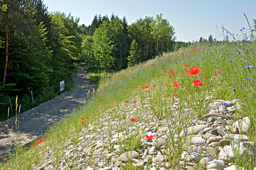 Prairie en fleurs au-dessus du SwissFEL (juin 2015). Sous le barrage de terre, le montage de l’installation se poursuit pratiquement sans qu’on le remarque. (Photo: Institut Paul Scherrer/Markus Fischer)